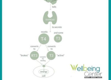Conversion of t4 to t3 Thyroid Hormone